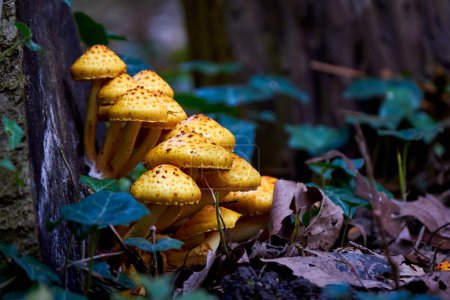 Cluster of Golden pholiota ( Pholiota aurivella ). Mushrooms grow on a dead tree