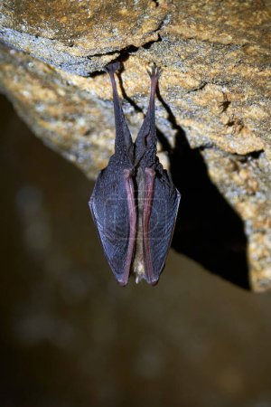 Murciélago de herradura menor colgado en una cueva (Rhinolophus hipposideros)