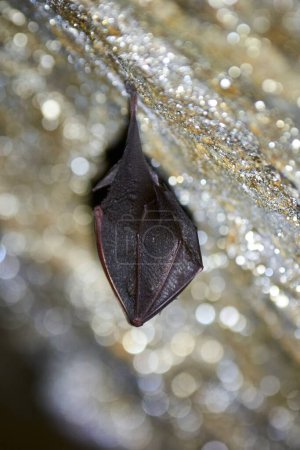 Photo for Lesser horseshoe bat hanging in a  cave (Rhinolophus hipposideros) - Royalty Free Image