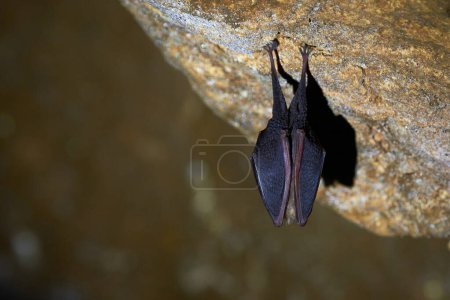 Lesser horseshoe bat hanging in a  cave (Rhinolophus hipposideros)