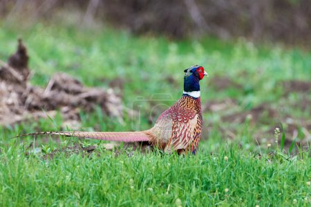 Common pheasant male in natural habitat (Phasianus colchicus)