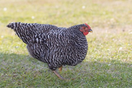 Foto de Dominque gallina de pollo caminando sobre hierba sombreada en un día soleado - Imagen libre de derechos