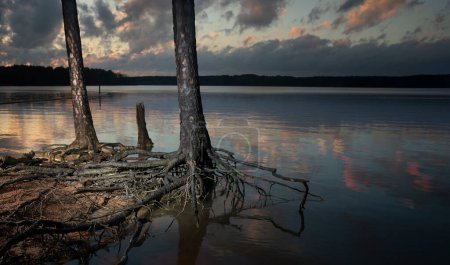 Photo for Colorful sunset at Jordan Lake in North Carolina with trees and exposed roots - Royalty Free Image