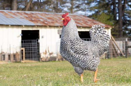 Foto de Orgulloso gallo de pollo Dominique de pie frente a un granero roto - Imagen libre de derechos