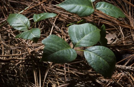 Foto de Agujas de pino que cubren un suelo de bosque oscuro con hiedra venenosa creciendo a través de - Imagen libre de derechos