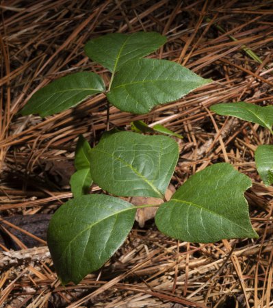 Foto de Capa gruesa de agujas de pino en un bosque oscuro con veneno sano que crece en el suelo. - Imagen libre de derechos