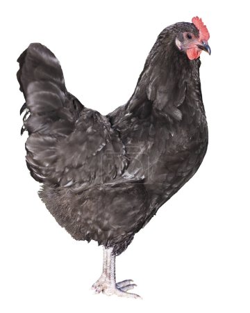 Foto de Gallo de pollo dominque aislado de pie con plumas blancas y negras. - Imagen libre de derechos