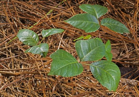 Foto de Aceite sobre las hojas de una planta de hiedra venenosa brillando en el suelo de un bosque cubierto de agujas de pino. - Imagen libre de derechos