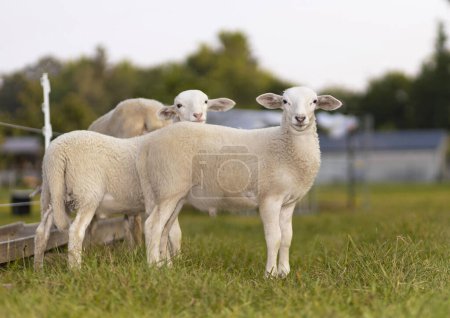 Katahdin ovejas gemelas cordero en un pasto verde juntos