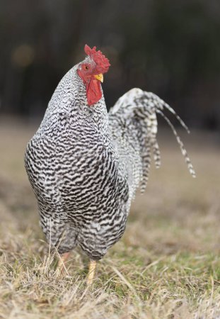 Photo for Male Dominique chicken that is large and free ranging walking on a grassy North Carolina field. - Royalty Free Image