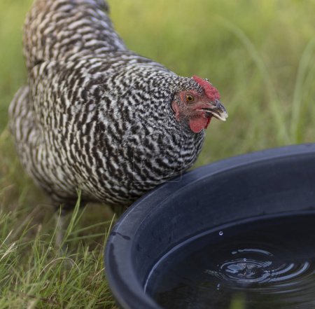 Black and white female chicken at the water trough with drops coming back down to the surface and making ripples. 
