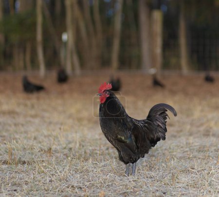 Austerlorp chicken rooster staying between the camera and his hens behind as they free range on a pasture in North Carolina.