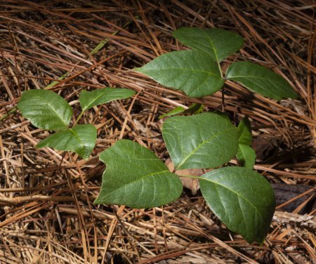 Foto de Agujas de pino en el suelo de un bosque espeso con hiedra venenosa creciendo entre agujas de pino. - Imagen libre de derechos