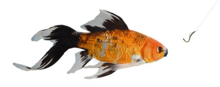 Gusano de goma y gancho utilizado para la pesca con un pez colorido que viene detrás de aislado. 