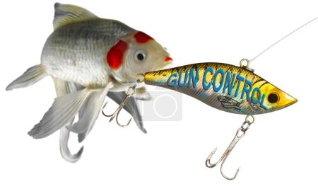 Gold colored lure of gun control swimming along with a big white fish behind turning to take a close look.