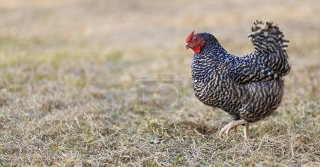 Dominique chicken hen walking across a pasture in a rural area of North Carolina near the city of Raeford.