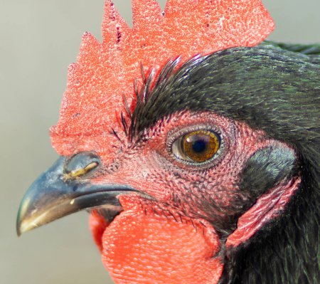 Head shot of an Austerlorp chicken rooster that free ranges on a farm in North Carolina.