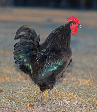 Bright colored free ranging Australorp chicken make sounding off with the sun low on a grassy field in North Carolina.