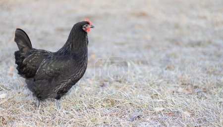 Photo for Black Austerlorp chicken hen on a free ranging farm in North Carolina during the winter. - Royalty Free Image
