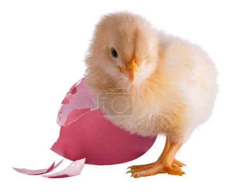 Bright yellow buff Orpington chicken chick standing next to a broken pink egg isolated in a studio shot.