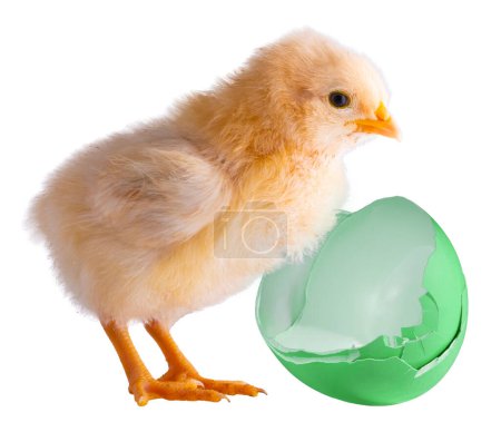 Green eggs that has been broken behind a young bright buff Orpington chicken chick isolated on a studio shot.