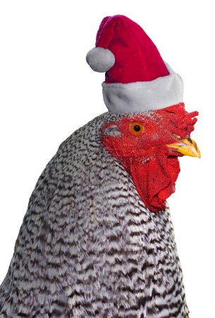 Dominique chicken male rooster wearing a Santa Claus hat for Christmas isolated on a white background.