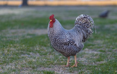 Dominique chicken rooster that roams free on a grassy pasture in North Carolina.
