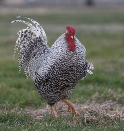 Free ranging Dominique chicken rooster prancing toward the camera on a gressy pasture in North Carolina.