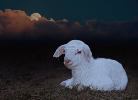 Monduntergang hinter einem sehr jungen Katahdin-Schaf, das auf einer grasbewachsenen Koppel liegt. 