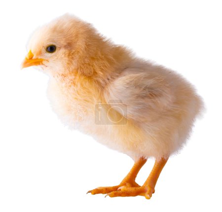Buff Orpington chicken chick that is bright yellow with white hightlights isolated in a studio photo.