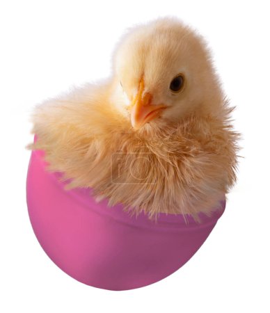 Bright gold colored buff Orpington chicken check that is inside half of a plastic Easter eggs for children.