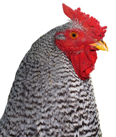 Isolated fully grown Dominuqe chicken rooster with bright red and black and white feathers. 