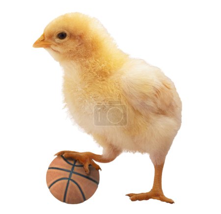 Bright buff Orpington chicken chick with a basketball isolated in a studio photo.