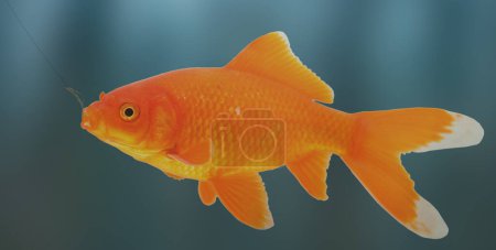 Large goldfish that has fallen for the ruse and has part of the worm and hook already in its mouth.
