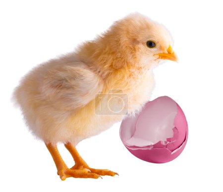 Bright pink broken near a gold colored chicken chick and  isolated in a studio shot. 
