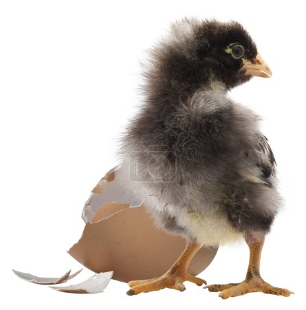 Very young chicken chick with black and white feathers standing next to a broken eggshell.