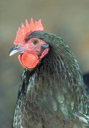 Photo for Head shot of a chicken rooster that is in the Austerlorp breed on a free range farming operation. - Royalty Free Image