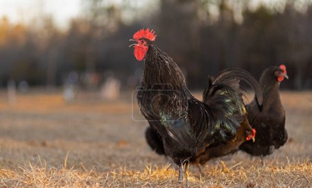 Gallo de pollo Australorp cantando en la parte superior de sus pulmones en el campo está libre en Carolina del Norte.
