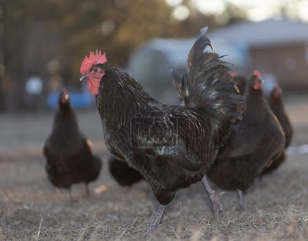 Pollo macho Australorp de rango libre caminando de ida y vuelta para proteger a sus gallinas del fotógrafo.