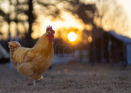 Sol saliendo en el horizonte detrás de un gallo de pollo Orpington libre en un pasto en Carolina del Norte.