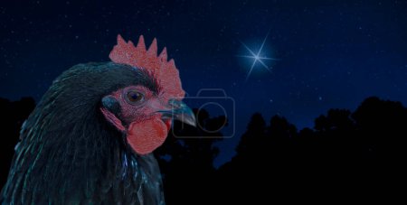 Black chicken rooster with a single brightest star in the night sky and dark forest behind.
