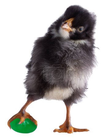 Pollo blanco y negro Dominique todavía agarrando el frijol de jalea verde se ha robado de una cesta de Pascua aislado en una foto de estudio.