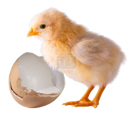 Buff Orpington Hühnerküken mit einem kaputten Ei isoliert in einem Studiobild.