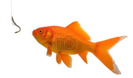 Goldfische betrachten einen Gummiwurm mit einem Haken darin, um phisierende und unschuldige Opfer darzustellen.