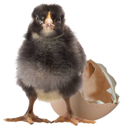 Black and white Dominique chicken chick isolated with a freshly opened eggs behind. 