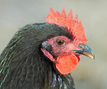 Free ranging Austerlorp tête et épaules de coq de poulet photo prise dans une exploitation agricole en plein air en Caroline du Nord.