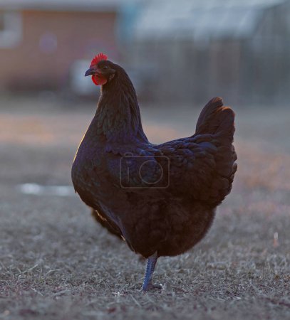 Sol poniéndose detrás de una gallina de pollo Australorp libre de pie en un campo de hierba en invierno.