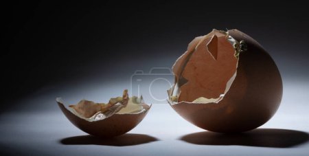 Chicken eggs that has been opened by a chick inside on a dark background with copy space. 