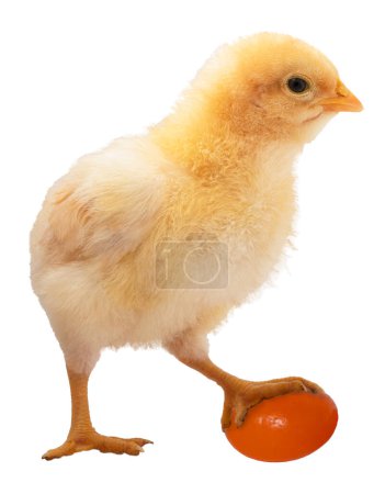Buff Orpington chicken chick that has an orange jelly bean in its possession and refuses to let go isolated in a studio shot.