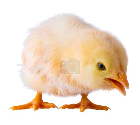 Buff Orpington chick that is bright yellow that is isolated and squawking at something.